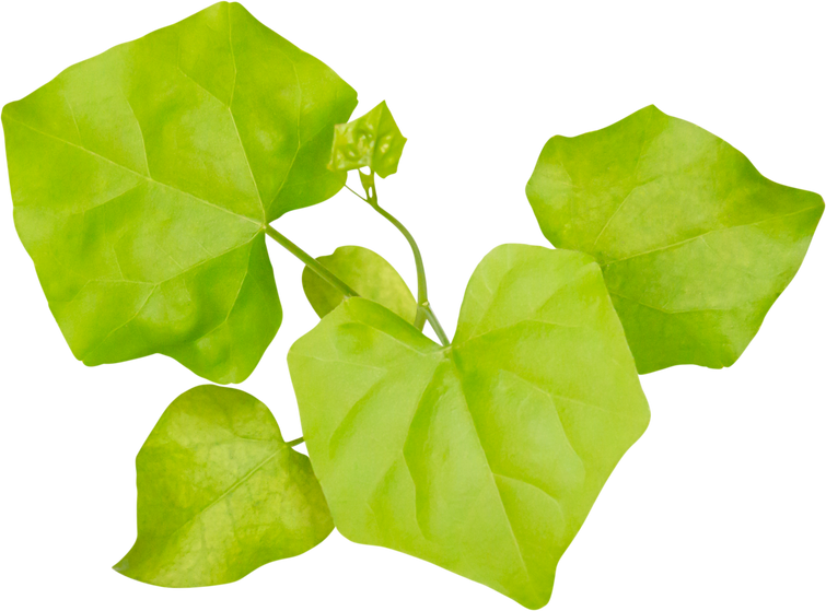 Leaves of Ivy Gourd (Coccinia grandis), Gourd leaves or ivy gourd is an Asian vegetable